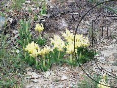 Касатик карликовый 002